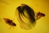 Several Fossil Flies (Diptera) & Liverwort (Bryophyta) in Baltic Amber #139050-2